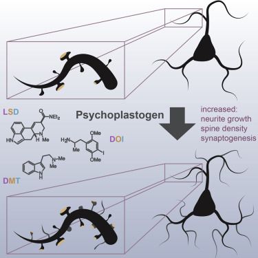 Psychedelics Promote Structural and Functional Neural Plasticity