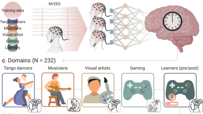 Creative experiences and brain clocks