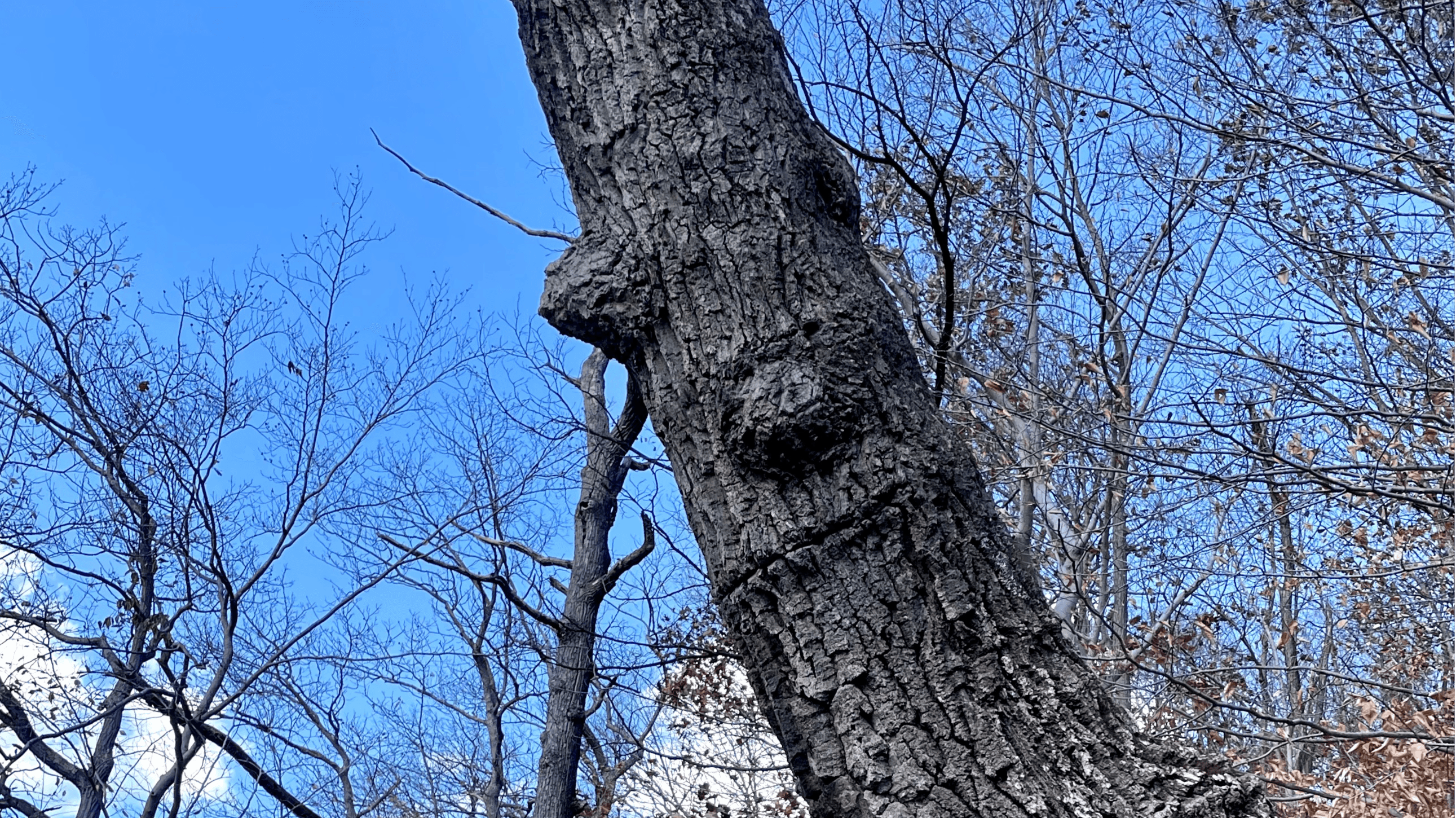 Do You See What I See? The Possibilities of Pareidolia Research