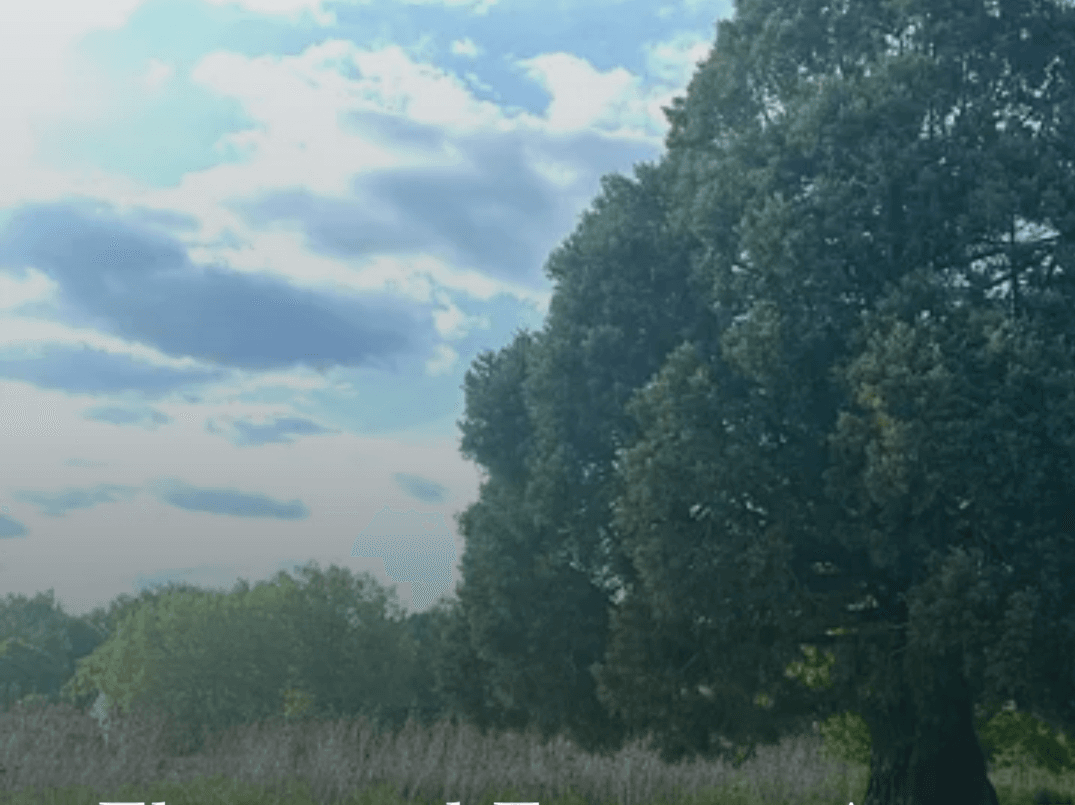 Elemental Essence: A Neurosonic Journey